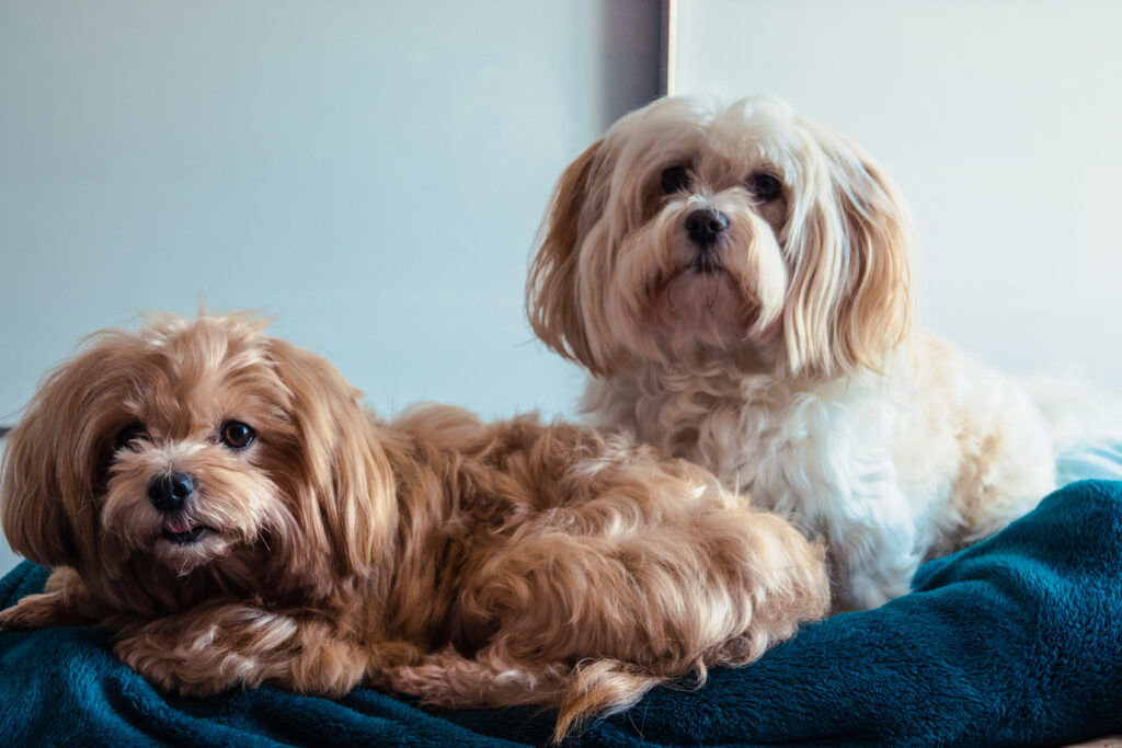 Luna und May